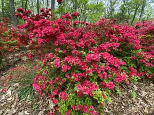 Compact Korean Azalea